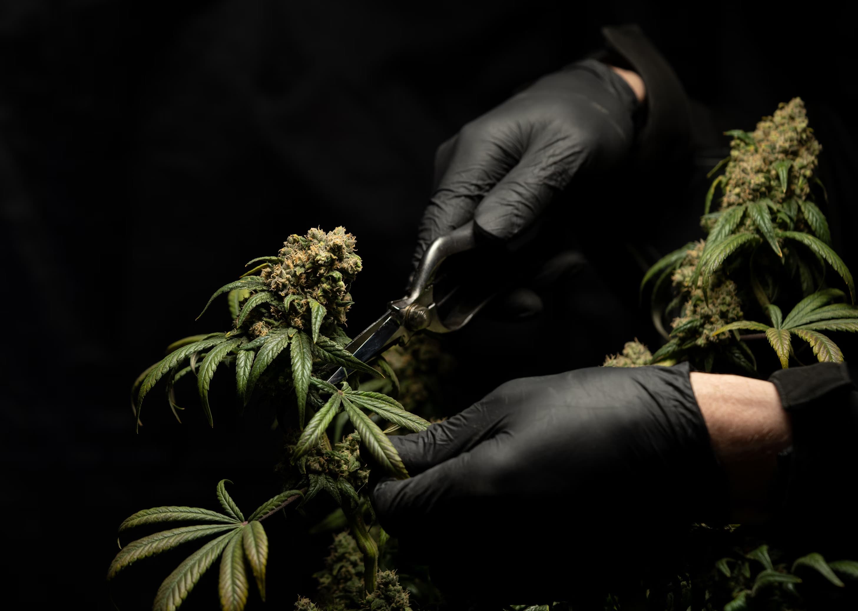 Cannabis plants